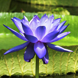 Giant Amazon Waterlily in Blue 1 by James Dower