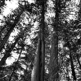 Giant Cedars in Black and White by Steve Brown