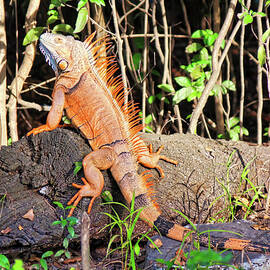Giant Iguana, Belize by Tatiana Travelways