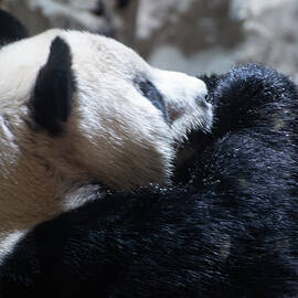 Giant Panda Hands Cupped by Flees Photos
