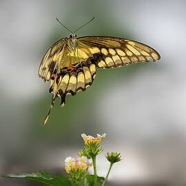 Giant Swallowtail 1