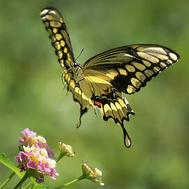 Giant Swallowtail 2 by Morey Gers