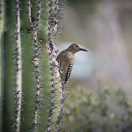 Gila Woodpecker 2 by Obsidian DeLeau