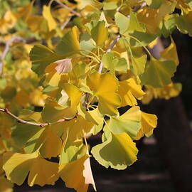 Ginkgo Autumn by Michaela Perryman