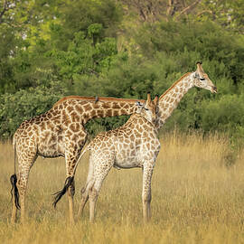 Giraffe Bliss Botswana Africa by Joan Carroll