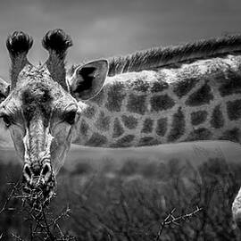Giraffe in Africa thinking 'I See You'