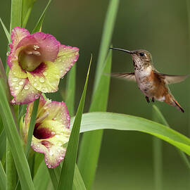 Gladiola and Hummingbird by Angie Vogel