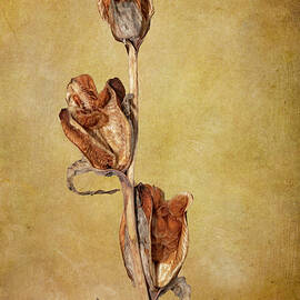 Gladiola Seed Pods - Still Life by AS MemoriesLiveOn