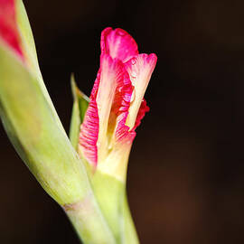 Gladioli Flower Stem by Joy Watson