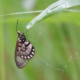 Glasswing Butterfly by Maryse Jansen