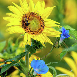 Glory In The Sunflowers by Jennifer Jenson