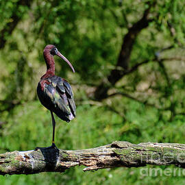 Glossy Ibis by Neil Maclachlan