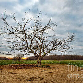 Gnarled Tree by David Arment