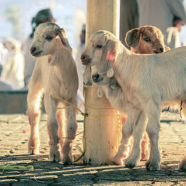 Goats at the Friday Market in Nizwa by Alexey Stiop