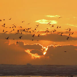 Going for the Gold - Newport OR Coastal Sunset - Nature Scenes by Brooks Garten Hauschild