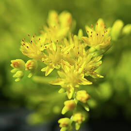 Gold Moss Stonecrop Flowers Macro 2 by Heron And Fox