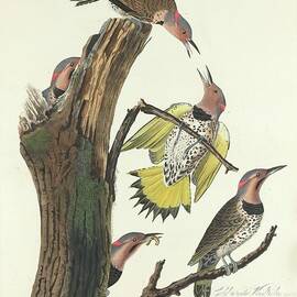 gold winged woodpecker William Home Lizars after John James Audubon 1828 by Audubon