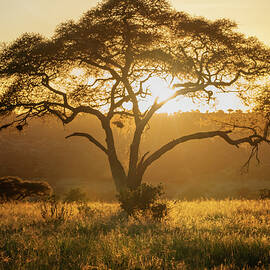Golden African Sunset by Joan Carroll