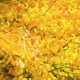 Golden and Red Maple Leaves Smokies X227 by Rich Franco