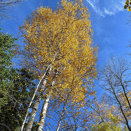 Golden Autumn Birch by Ann Brown