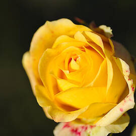 Golden Blemished Rose  by Joy Watson
