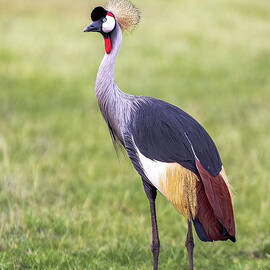 Golden Crested Crane - Kenya by Eric Albright