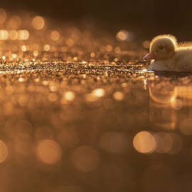 Golden Edge - Yellow baby duck by Roeselien Raimond