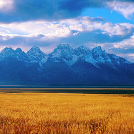 Golden Grasses and the Tetons by Mark Miller
