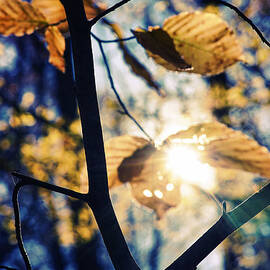 Golden Leaves by Montez Kerr