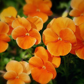 Nature Orange Pansies by Marilyn DeBlock