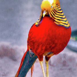 Golden Pheasant by Susan Maxwell Schmidt