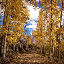 Golden Road by Matt Halvorson