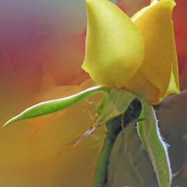 Golden Rose Bud