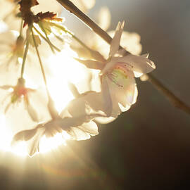 Golden Spring Blossoms by Rachel Morrison