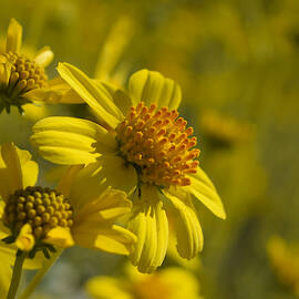 Golden Summer Morning by Bonny Puckett