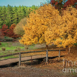 Golden Valley Tree Park, Balingup, Western Australia 4 by Elaine Teague