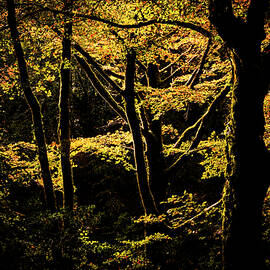 Golitha falls, Spot lit trees, Bodmin by Maggie Mccall