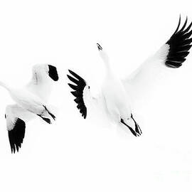 Goose duet in black and white  by Ruth Jolly