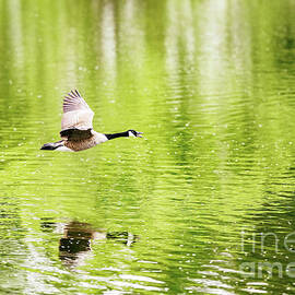 Goose Reflections on the Pond by Scott Pellegrin