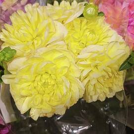 Gorgeous Light Yellow Dahlias by Charlotte Gray