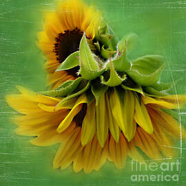Gorgeous Sunflowers by Trudee Hunter