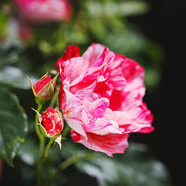 Gorgeous Variegated Rose by Joy Watson