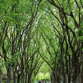 Gothic Greenery by W Chris Fooshee