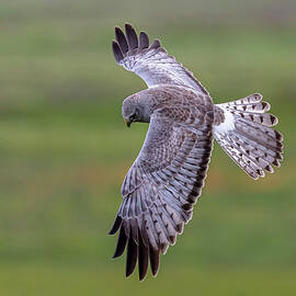 Grace in Motion - Northern Harrier in Flight by Pierre Leclerc Photography