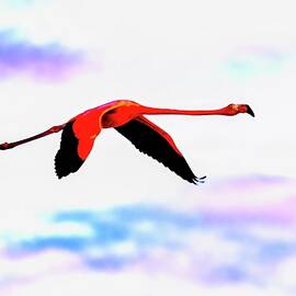 Graceful Flamingo in Flight by Bruce Block