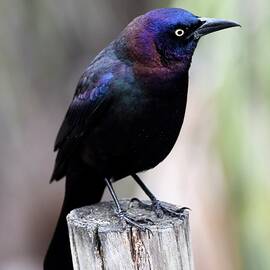 Grackle on a Post by Richard Bryce and Family