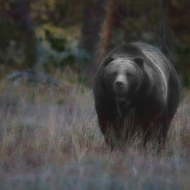 Grand Teton Grizzly by Isabella Smedley