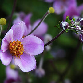 Grape-Leaved Pink Anemone by Lily Malor