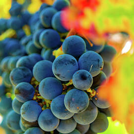 Grapes On The Vine by Bill Gallagher