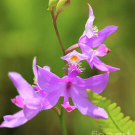 Grass Pink Orchid Flowers Portrait